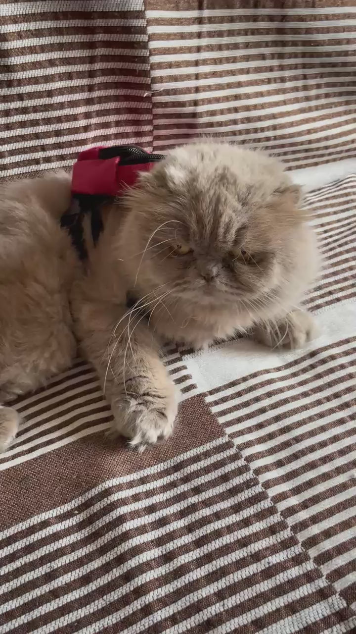 Pet Self Backpack Jujube cats and small dogs